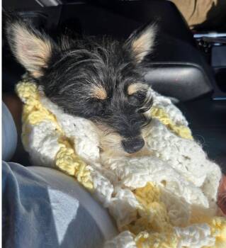SPONSOR ME - Artie -  Yorkshire Terrier Dog for Adoption in Grafton, Wisconsin - SPONSOR ME - Artie | PetCurious
