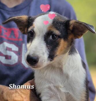 Rescue Cardigan Welsh Corgi and Australian Shepherd Dogs for Adoption in Warren, Rhode Island - Shamus | PetCurious