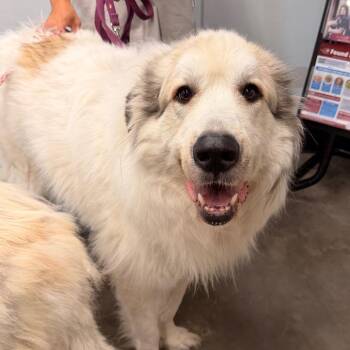 Baylor ( Bailey ) -  Great Pyrenees Dog for Adoption in Tampa, Florida - Baylor ( Bailey ) | PetCurious