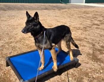 Belgian Shepherd Malinois and German Shepherd Dog Dogs Available for Adoption in Imlay City, Michigan - Rios - Located In CO | PetCurious