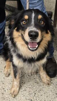 Baxter -  Australian Shepherd Dog for Adoption in Saint Clairsville, Ohio - Baxter | PetCurious