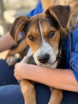 Beagle and Australian Cattle Dog Blue Heeler Dogs Available for Adoption - Frisbee (Fris) | PetCurious