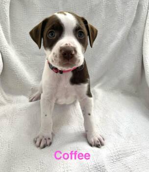 Jack Russell Terrier and Great Dane Dogs Available for Adoption in Madisonville, Louisiana - COFFEE | PetCurious