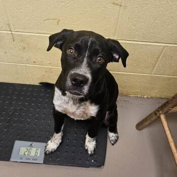 "Wash" aka Washington -  Mixed Breed Dog for Adoption in New Fairfield, Connecticut - "Wash" Aka Washington | PetCurious