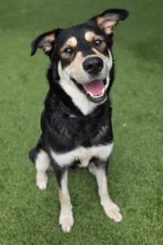 Husky and Shepherd Dogs Available for Adoption in Little Elm, Texas - June | PetCurious