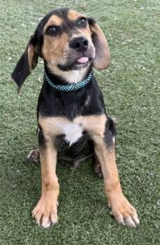 Ryder -  Hound Dog for Adoption in Red Bluff, California - Ryder | PetCurious