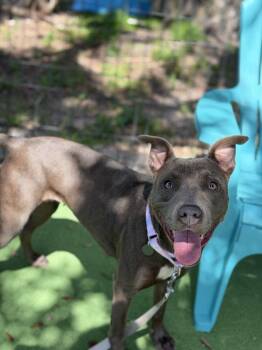 Baby -  American Bulldog Dog for Adoption in Lakeland, Florida - Baby | PetCurious