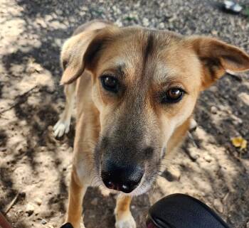 Tex -  Australian Shepherd and Mixed Breed Dog for Adoption in Severance, Colorado - Tex | PetCurious