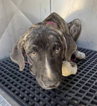 Mateo -  Mixed Breed Dog for Adoption in Nashville, Tennessee - Mateo | PetCurious