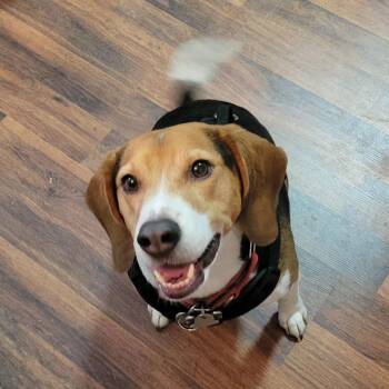 Beagle Dogs Available for Adoption - Junior Gnocchi | PetCurious