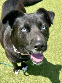 Mixed Breed Dogs Available for Adoption in Wichita, Kansas - Monica | PetCurious