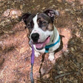 Blue -  Terrier Dog for Adoption in Conway, New Hampshire - Blue | PetCurious