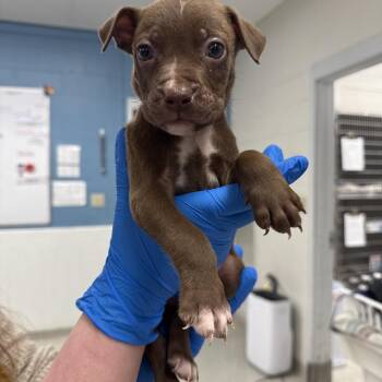 Mixed Breed Dogs Available for Adoption in Indianapolis, Indiana - Kennedy | PetCurious