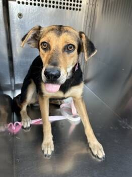 Rescue Mixed Breed Dogs for Adoption in Fort Worth, Texas - Rosie | PetCurious