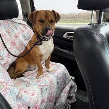 Pit Bull Terrier and Mixed Breed Dogs Available for Adoption in Visalia, California - Pancho | PetCurious