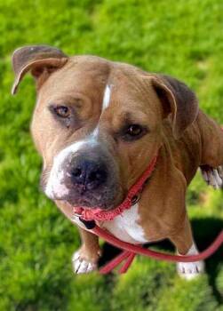 Rescue Pit Bull Terrier Dogs for Adoption in Sacramento, California - URSULA | PetCurious