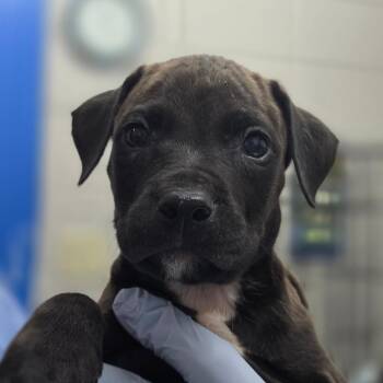 Goldfish -  Pit Bull Terrier and Mixed Breed Dog for Adoption in Huntsville, Alabama - Goldfish | PetCurious