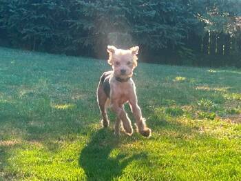Benita -  Terrier Dog for Adoption in Westwood, New Jersey - Benita | PetCurious