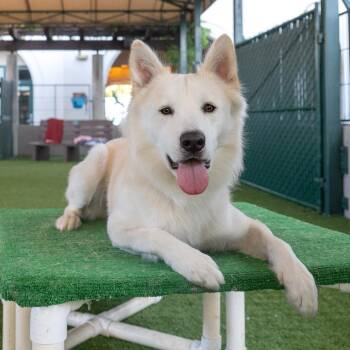 Curacao -  Samoyed and Siberian Husky Dog for Adoption in Los Angeles, California - Curacao | PetCurious