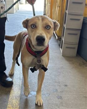 Rescue German Shepherd Dog and Siberian Husky Dogs for Adoption in Rancho Cucamonga, California - COCO | PetCurious