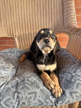 Bobby -  Hound and Shepherd Dog for Adoption in Irwin, Pennsylvania - Bobby | PetCurious
