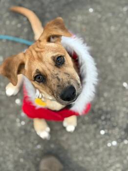 Rescue Labrador Retriever Dogs for Adoption - Sanders | PetCurious