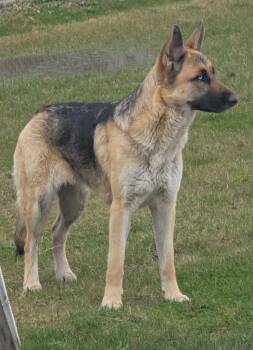 German Shepherd Dog and Husky Dogs Available for Adoption in Warren, Michigan - Nyx | PetCurious