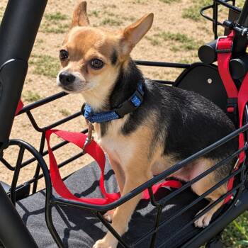 Kevin -  Chihuahua Dog for Adoption in Baldwin, Maryland - Kevin | PetCurious