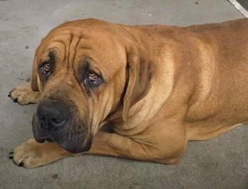 Neapolitan Mastiff Dogs Available for Adoption in Frazier Park, California - Red | PetCurious
