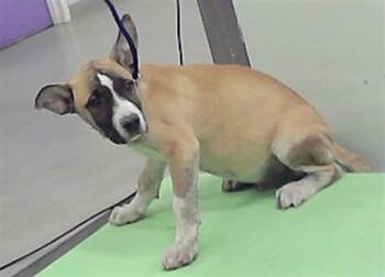 A2094755 -  Staffordshire Bull Terrier and Mixed Breed Dog for Adoption in Houston, Texas - A2094755 | PetCurious