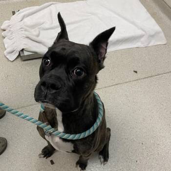 Raider -  Boxer Dog for Adoption in Murray, Utah - Raider | PetCurious