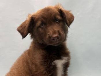 Cestrum -  Labrador Retriever and Mixed Breed Dog for Adoption in Woodbury, Minnesota - Cestrum | PetCurious