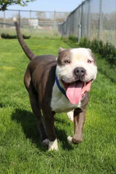 Pit Bull Terrier Dogs Available for Adoption in Austin, Minnesota - Travis | PetCurious
