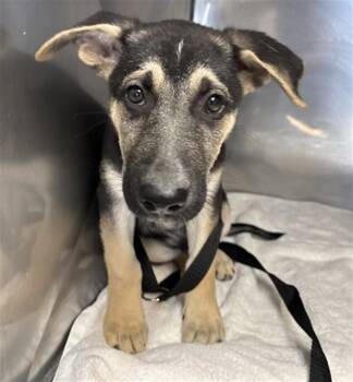 German Shepherd Dog and Mixed Breed Dogs Available for Adoption in San Bernardino, California - MILO | PetCurious