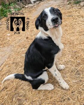 Border Collie and Australian Shepherd Dogs Available for Adoption in Omaha, Nebraska - Jetsam | PetCurious
