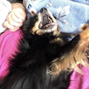 Jackson -  Pomeranian and Mixed Breed Dog for Adoption in Helena, Alabama - Jackson | PetCurious