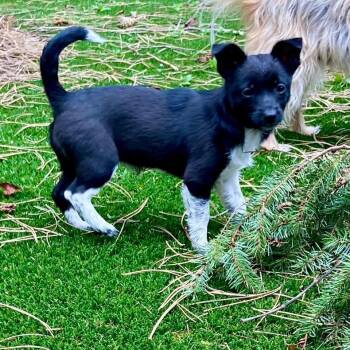 Dachshund Dogs Available for Adoption in Kirkland, Washington - Meet Trily - A Tiny Pup With A Big Personality! | PetCurious