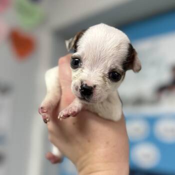 Mixed Breed Dogs Available for Adoption in Columbia, South Carolina - Polar Bear | PetCurious