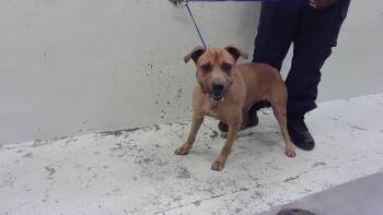 NATHAN -  Staffordshire Bull Terrier and Mixed Breed Dog Available for Adoption in Houston, Texas - NATHAN | PetCurious