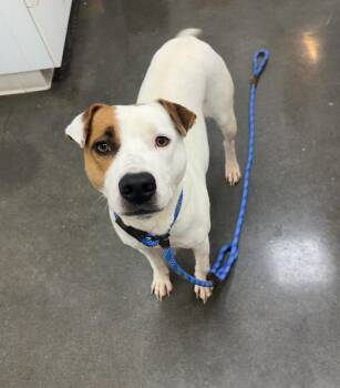 Marrie -  Pit Bull Terrier Dog for Adoption in Rogers, Arkansas - Marrie | PetCurious