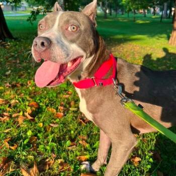 Stevie -  Mixed Breed Dog for Adoption in Pittsburgh, Pennsylvania - Stevie | PetCurious