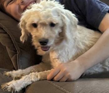 Casper -  Miniature Poodle and Miniature Schnauzer Dog for Adoption in Irmo, South Carolina - Casper | PetCurious