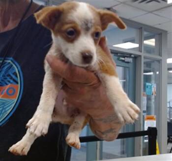 A480664 -  Terrier and Mixed Breed Dog for Adoption in Oklahoma City, Oklahoma - A480664 | PetCurious