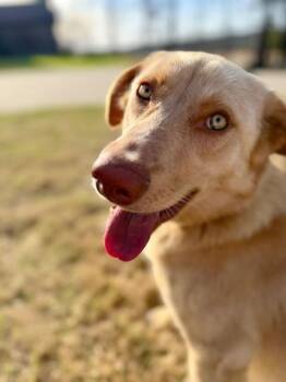 Lucy -  Golden Retriever and Shepherd Dog for Adoption in Little Rock, Arkansas - Lucy | PetCurious