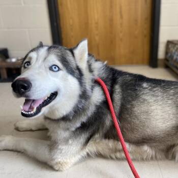 Siberian Husky Dogs Available for Adoption in Jacksboro, Tennessee - Ice King | PetCurious