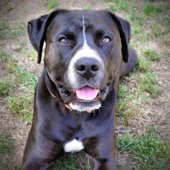 Rescue Pit Bull Terrier Dogs for Adoption in Columbia, Missouri - Scooter | PetCurious