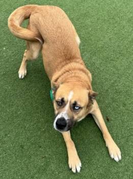 Kita -  Akita and Mixed Breed Dog for Adoption in Farmers Branch, Texas - Kita | PetCurious