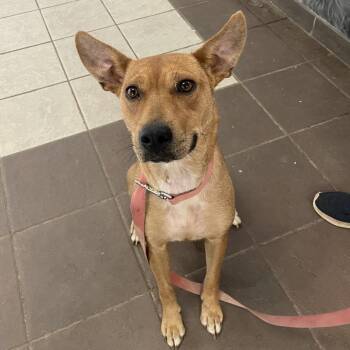 08/17/2026-Stray-AntietamDrive -  Mixed Breed Dog for Adoption in Columbus, Georgia - 08/17/2026-Stray-AntietamDrive | PetCurious