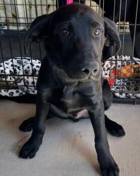 Spot -  Mixed Breed Dog for Adoption in Sharpsburg, Georgia - Spot | PetCurious