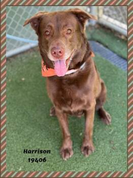 HARRISON -  Chocolate Labrador Retriever Dog Available for Adoption in Marietta, Georgia - HARRISON | PetCurious